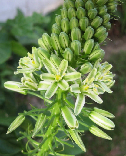 20 PREGNANT ONION SEEDS Aka False Sea Onion Lily Ornithogalum Caudatum Flower Go