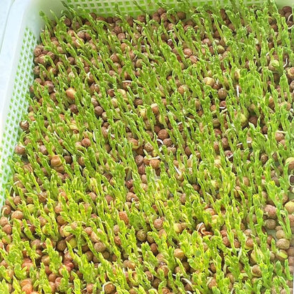 Seed Sprouting Tray 10 Packs Microgreens Growing Trays Big Capacity Sprouts Kit