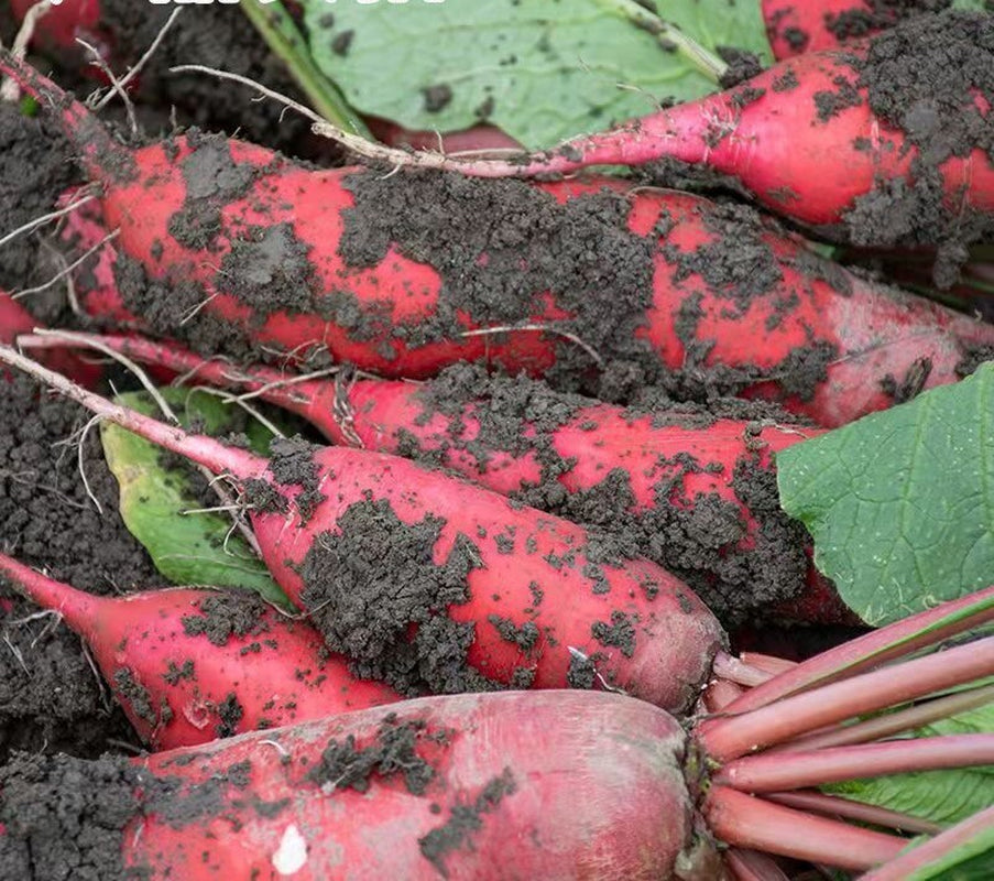 500+China Rose Radish Seeds Red Daikon Winter Radish Microgreens Sprout Seed USA
