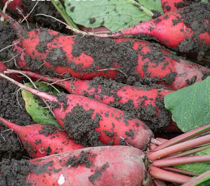500+China Rose Radish Seeds Red Daikon Winter Radish Microgreens Sprout Seed USA
