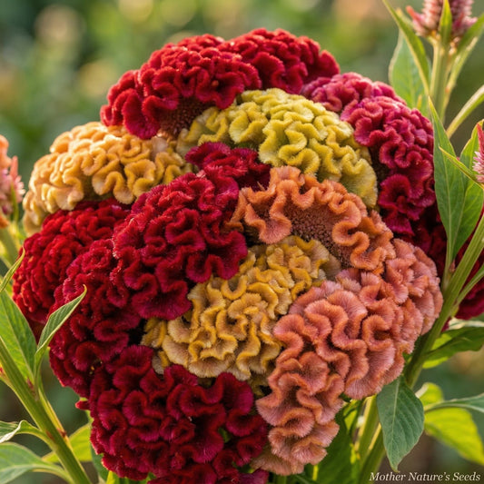 Celosia CRISTATA Mix COCKSCOMB Heirloom Cut & Dried Flower Garden 500 Seeds