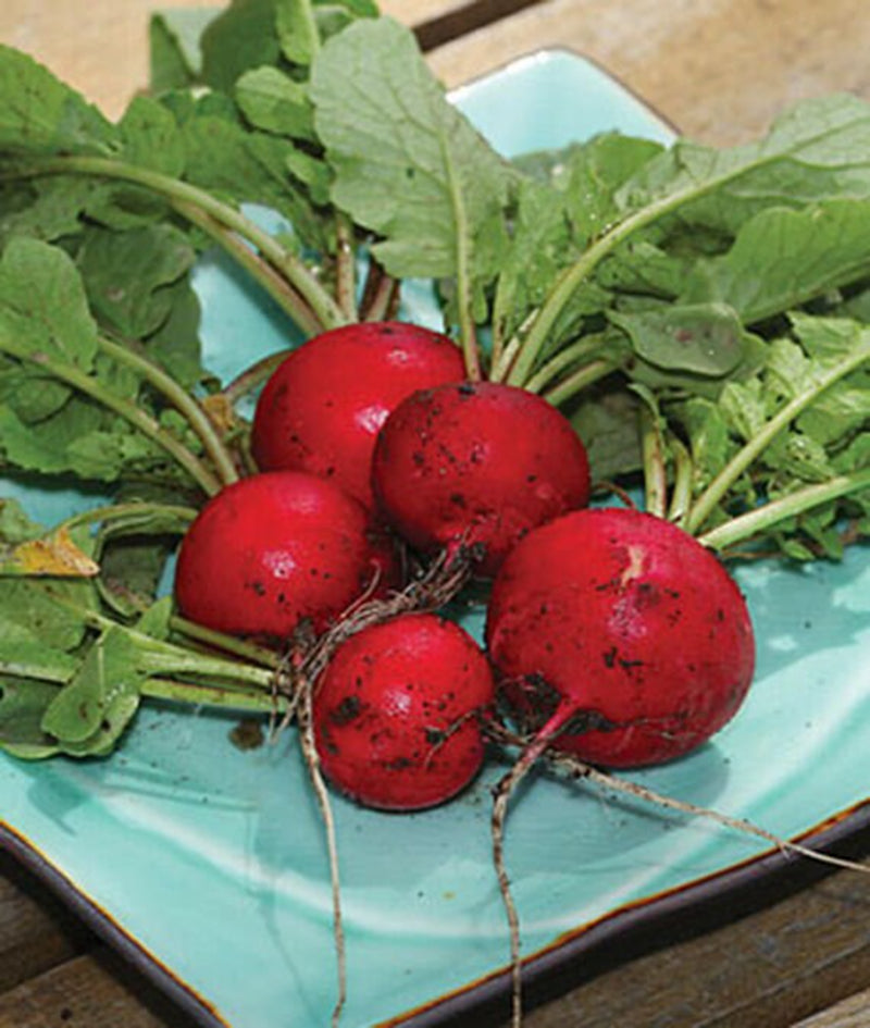 Radish Seeds, Eary Scarlett Radish, NON-GMO, Heirloom, 100 Radish Seed Pack
