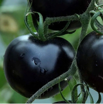 100 EUROPEAN BLACK CHERRY TOMATOES SEEDS SWEET TASTY HEIRLOOM NON-GMO RARE JUICY