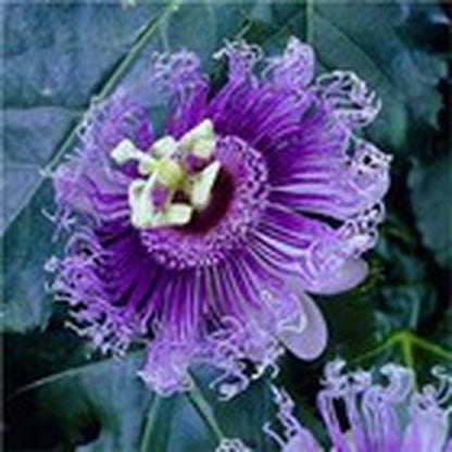 50Pcs Mix Color Passion Flower Seeds Rare Potted Plants for Planting Outdoors