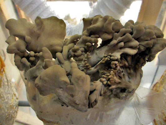 Maitake / Hen of the Woods Mushroom Grow Kit - 5 LB - Ready to Fruit