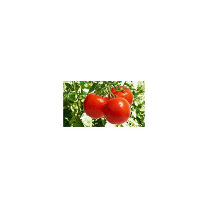 5 Lbs. Biochar Organic Tomato and Vegetable Blend, Soil Amendment