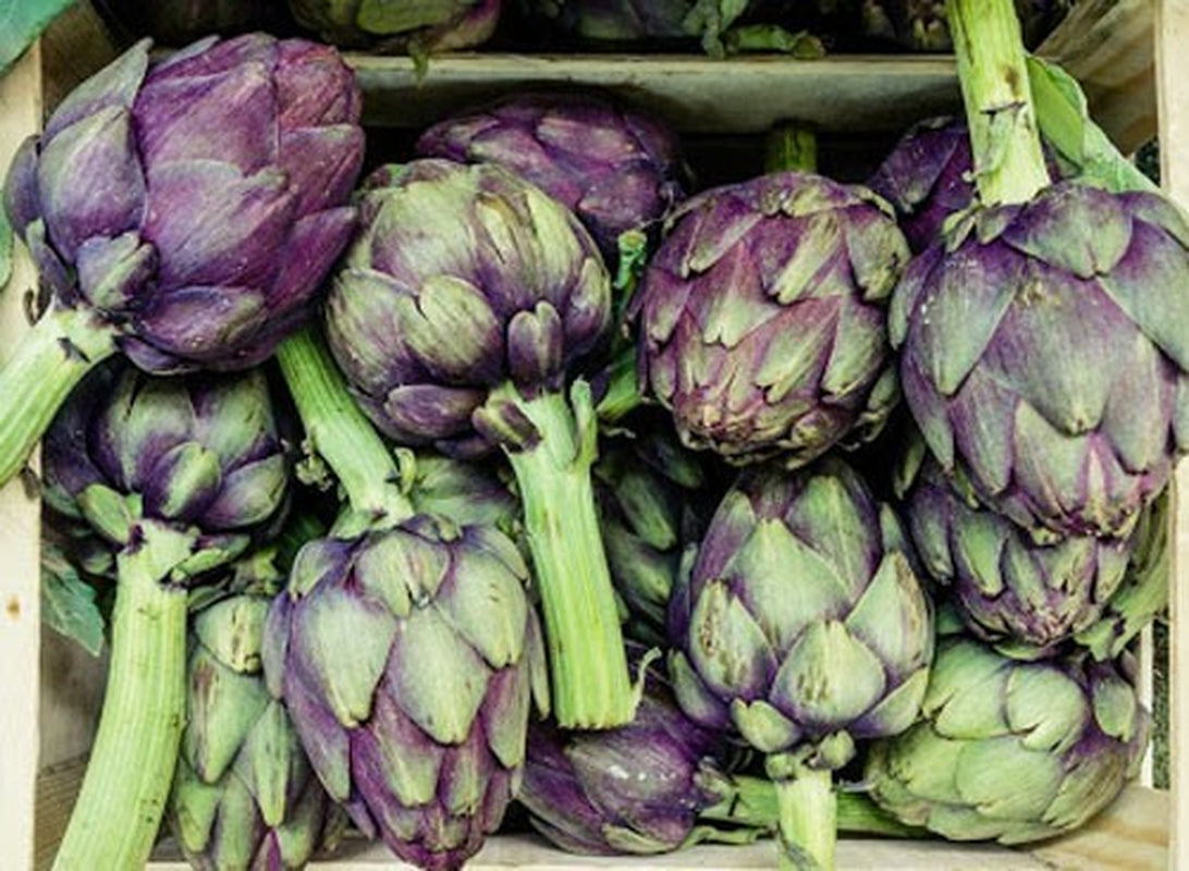 15+Purple Romagna Artichoke Seeds Italian Artichoke Perennial Plant Seeds USA