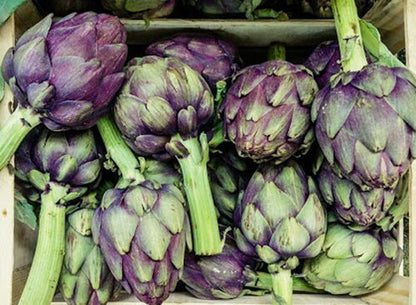15+Purple Romagna Artichoke Seeds Italian Artichoke Perennial Plant Seeds USA