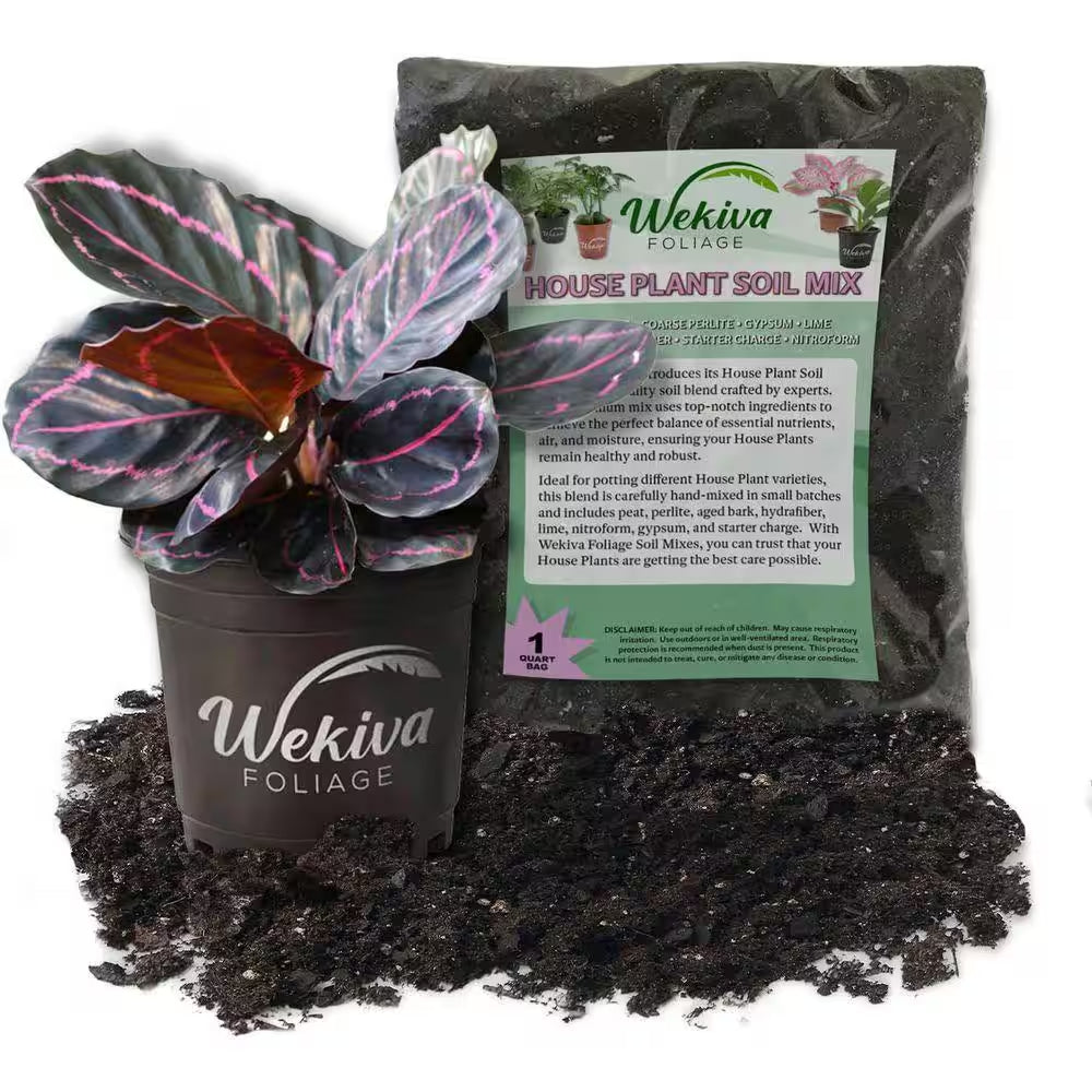 Calathea Dottie and Soil Mix Combo-Live Plant in a 4 In. Pot with 1 Qt. Houseplant Soil Mix