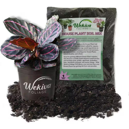 Calathea Dottie and Soil Mix Combo-Live Plant in a 4 In. Pot with 1 Qt. Houseplant Soil Mix