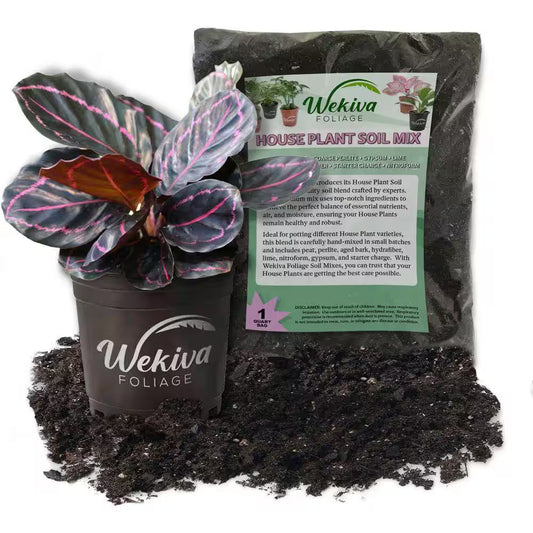 Calathea Dottie and Soil Mix Combo-Live Plant in a 4 In. Pot with 1 Qt. Houseplant Soil Mix