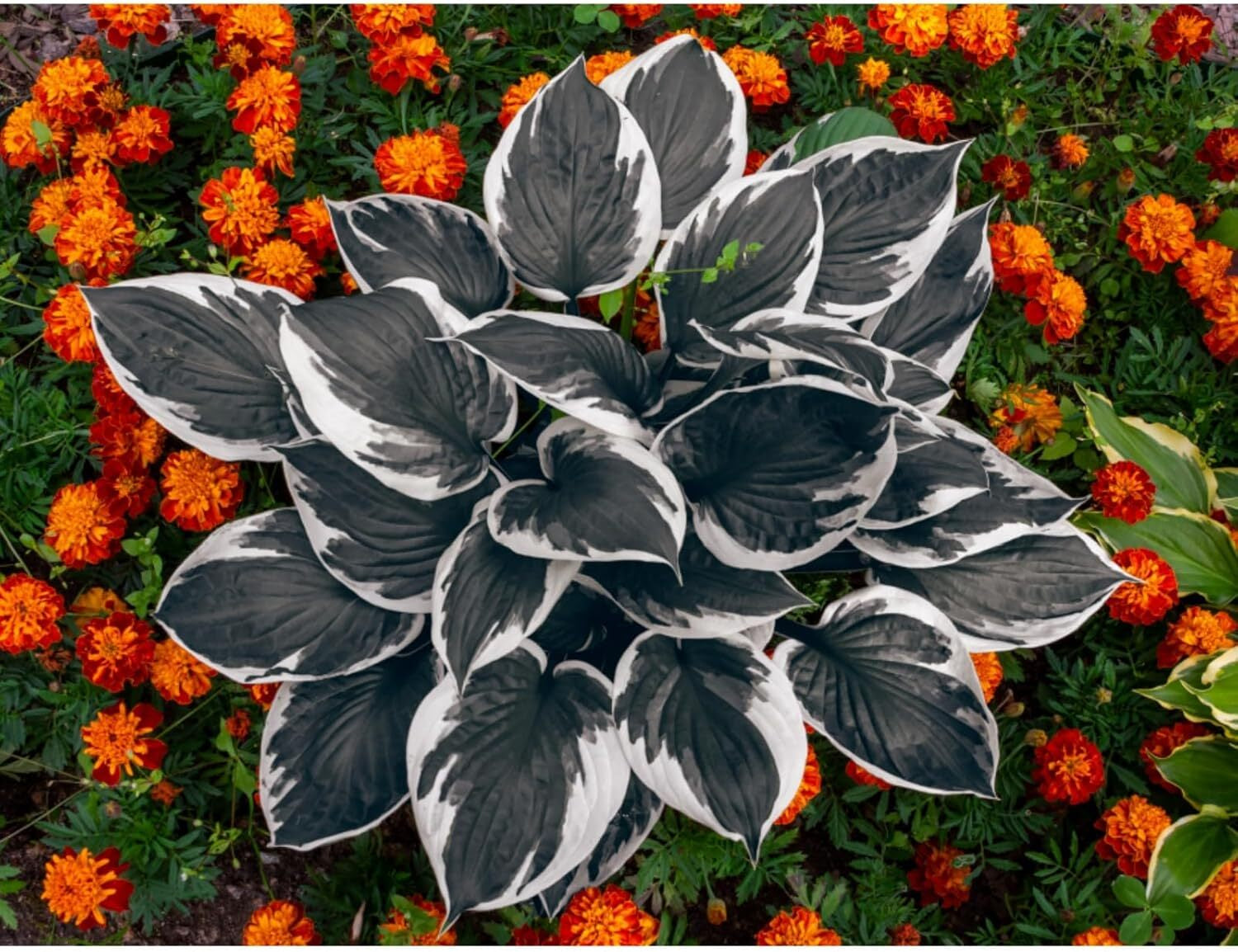 200Pcs, Mixed Hosta Seeds for Planting Hosta Plant Seeds Moderate Drought