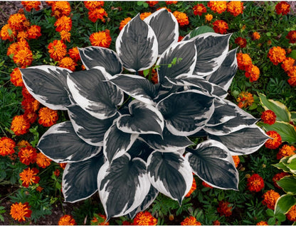 200Pcs, Mixed Hosta Seeds for Planting Hosta Plant Seeds Moderate Drought