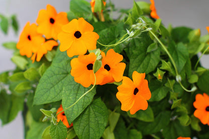 30 BLACK EYED SUSAN VINE Thunbergia Alata Flower Seeds *Flat S/H