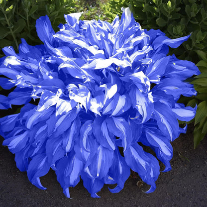 100Pcs Hosta Seeds Perennial Blue Hosta Seeds for Planting Outdoor Garden