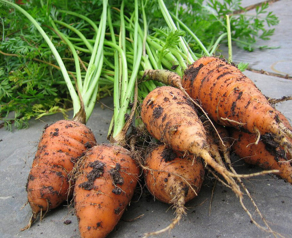 1000+Carrot Seeds Chantenay Red Cored Carrot Non GMO Vegetable Garden Seeds USA