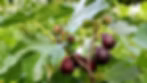 Violet de Bordeaux Fig Tree | Ficus carica | Live Bare Root Starter Plant | Compact Edible Variety for Patio, Garden, or Orchard