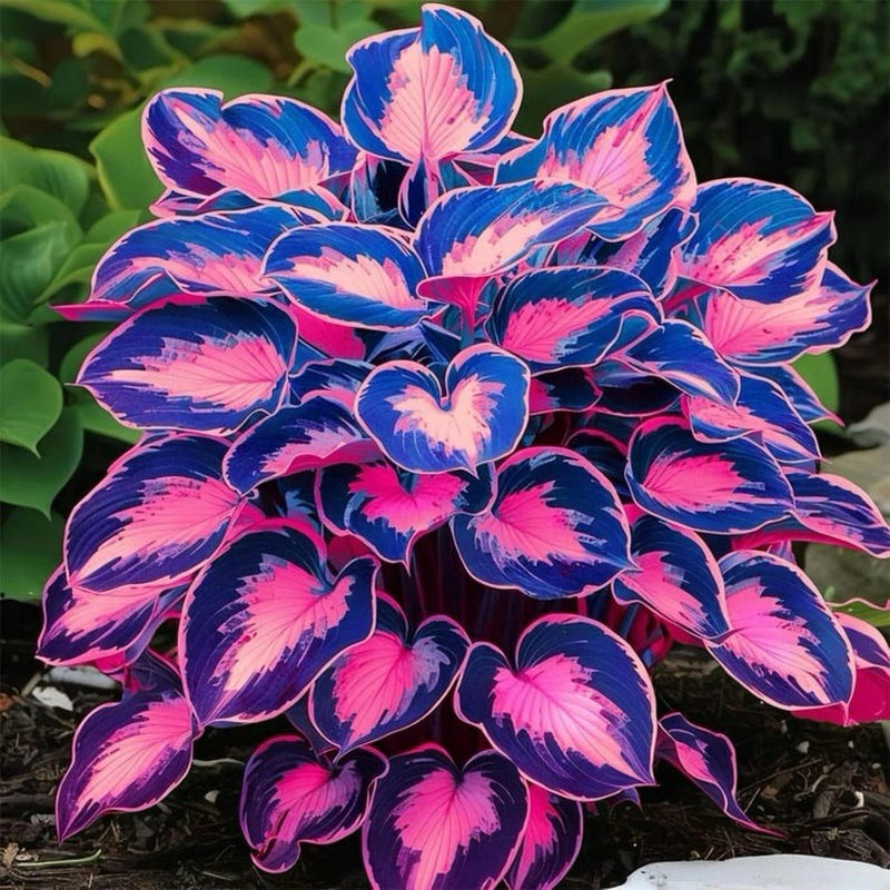 Hosta Seeds - 100+ Pink Blue Hosta Plants Seeds for Planting Outdoor