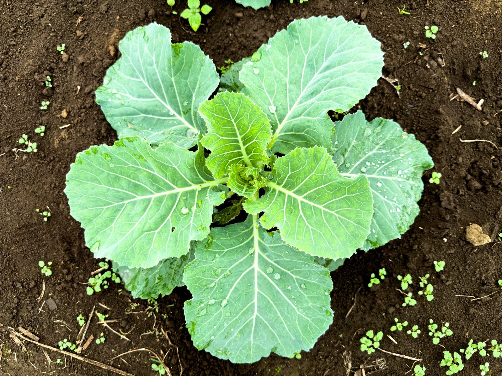 Georgia Southern Collard Heirloom Non GMO Seeds