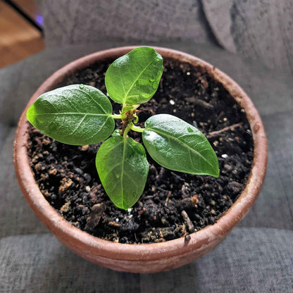 Ficus 'Fig Tree' Seeds