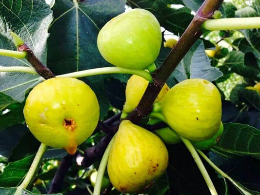 White Marseilles Fig Cuttings (6 pcs) – Fresh Unrooted Fig Tree Cuttings, Ficus carica, Easy Propagation