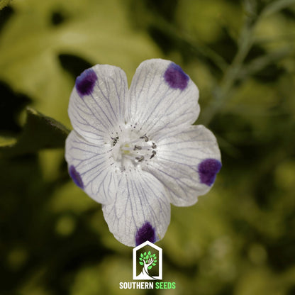 Five Spot – 50 Seeds