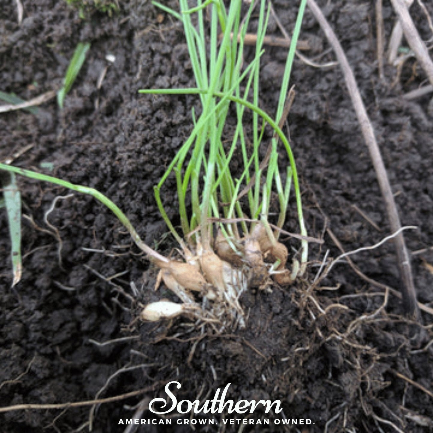 Wild Garlic – 25 Seeds