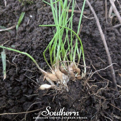 Wild Garlic – 25 Seeds