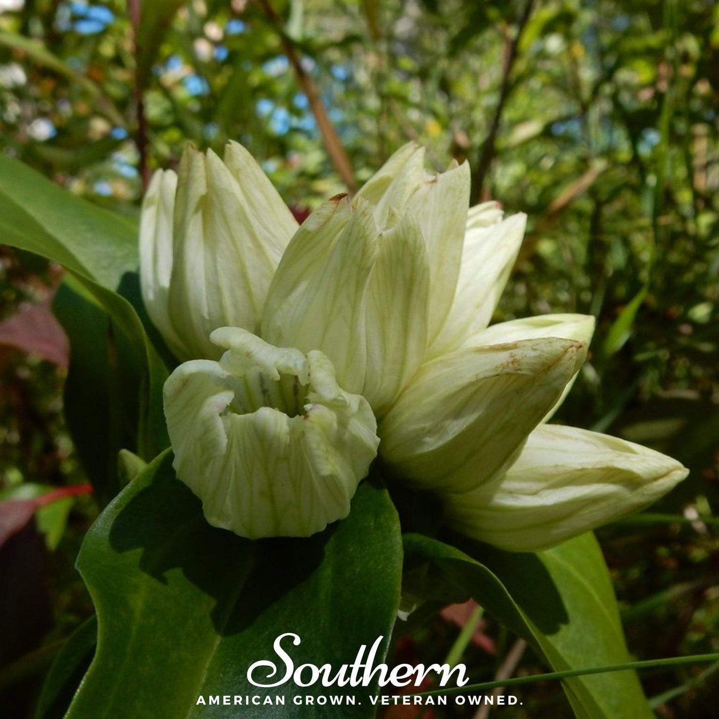 Cream Gentian – 50 Seeds