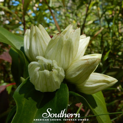 Cream Gentian – 50 Seeds