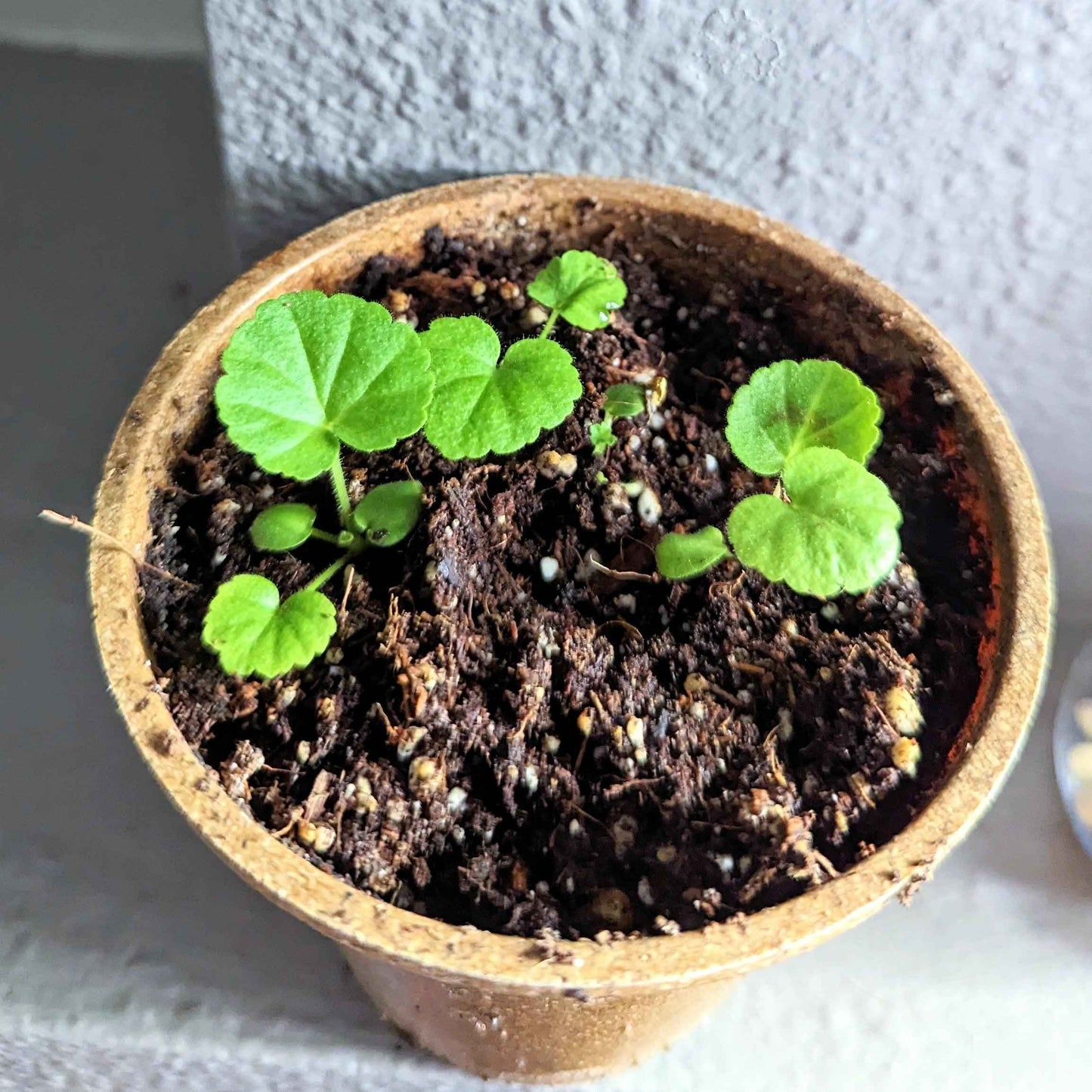 Geranium Seeds