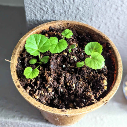 Geranium Seeds
