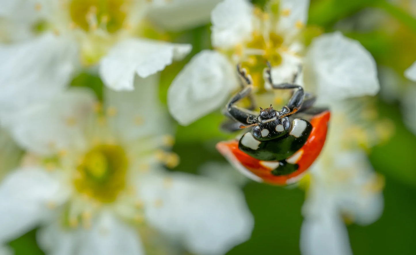 GoodBug™ Wildflower Mix A Natural Way to Fight Garden Pests—Without Chemicals