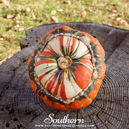 Turks Turban Gourd – 10 Seeds