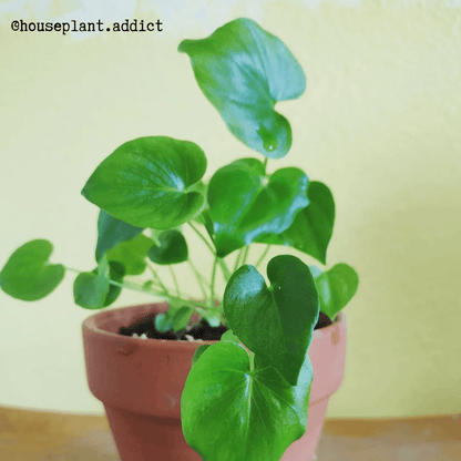 Grow a Philodendron Seed Kit