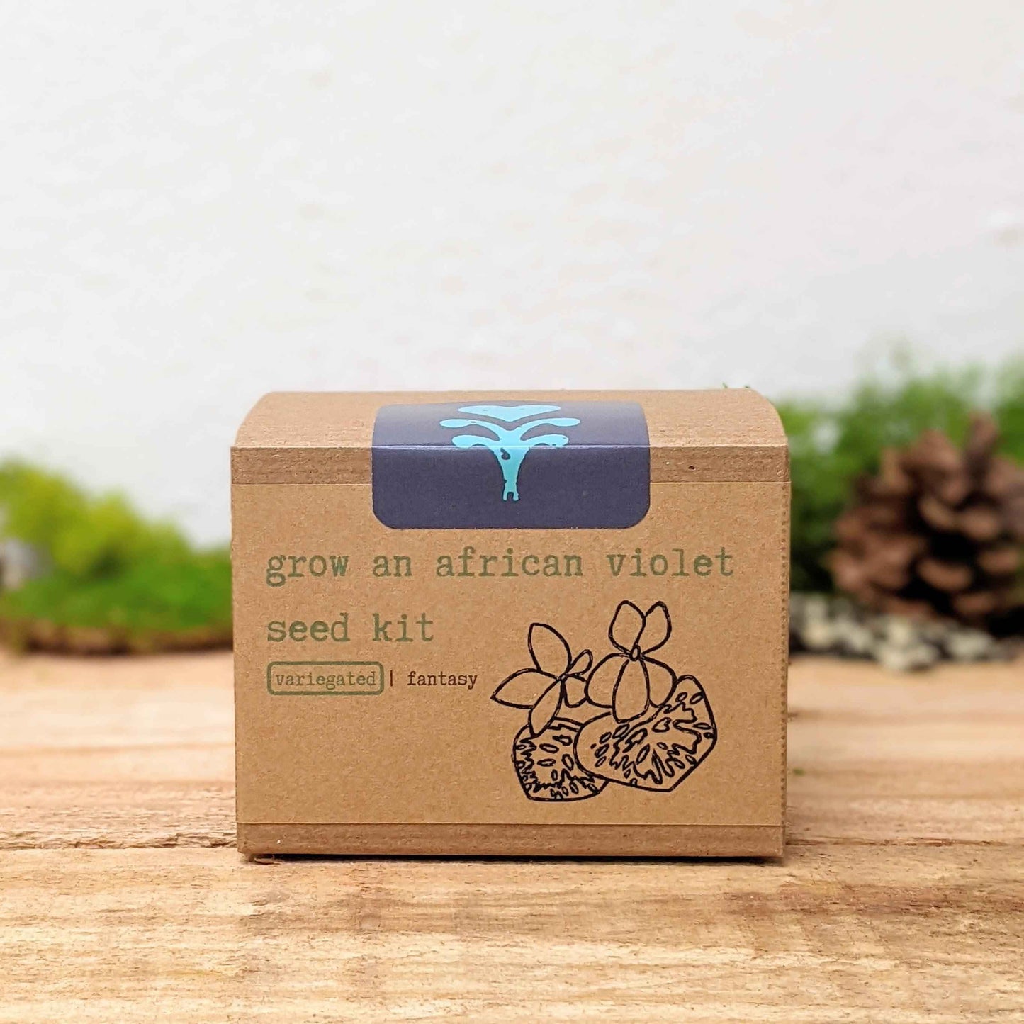Grow an African Violet Seed Kit