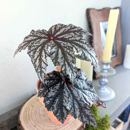 Gryphon Begonia Seeds