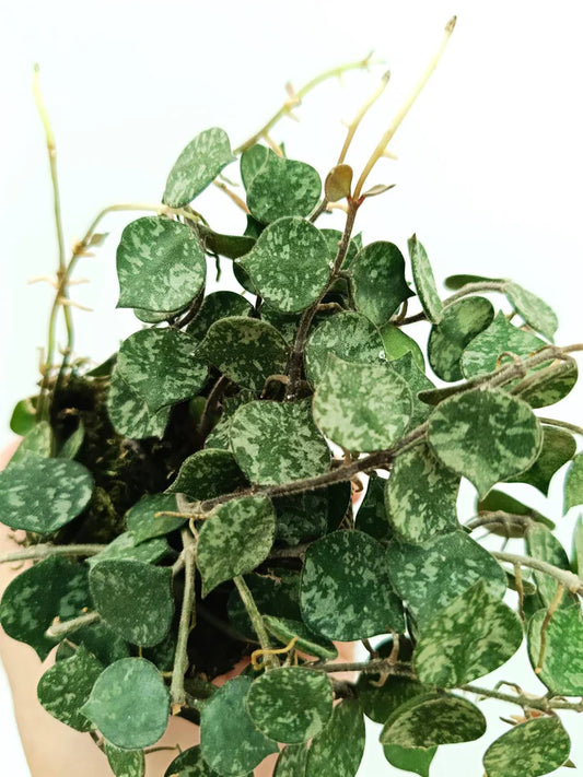 Hoya curtisii Cutting 6” | Fresh Wax Plant for Propagation | Rare Trailing Houseplant | Silver-Leaf Vine, Easy to Root, Indoor Plant
