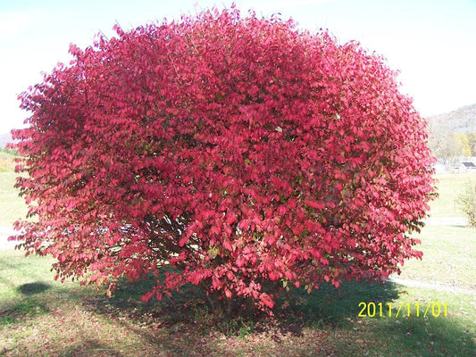 Burning Bush Plants - 2 Pack - Euonymus Alatus 'Compacta' - 4" Containers - Ideal for Hedges & Specimen Planting