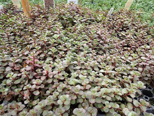 Dragon's Blood Sedum Plant Plug Flat 72 Cells, Groundcover Sedum (Sedum spurium) - Evergreen, Red-Maron Foliage, Hardy Perennial