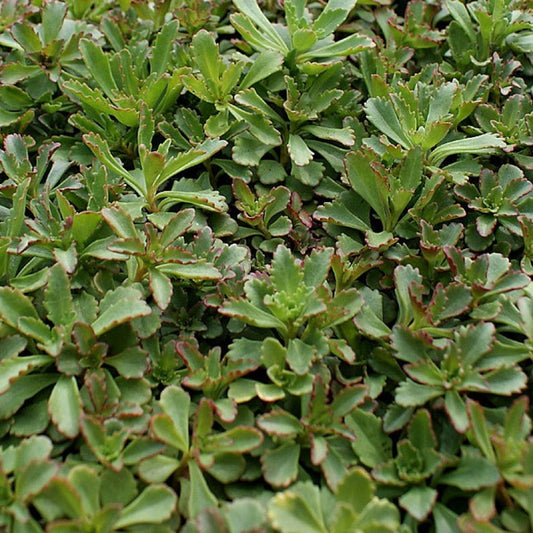 Czar's Gold Sedum 72 Plant Plug Flat - Bright Groundcover, Hardy Perennial, Sun to Partial Shade, Sedum spurium