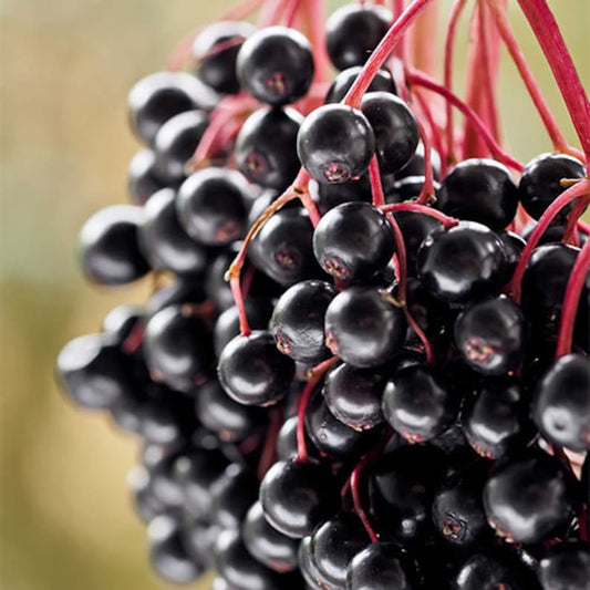 Elderberry Plant 4" Container Sambucus Canadensis Rooted Shrub for Wildlife, Deciduous, Zones 3-9