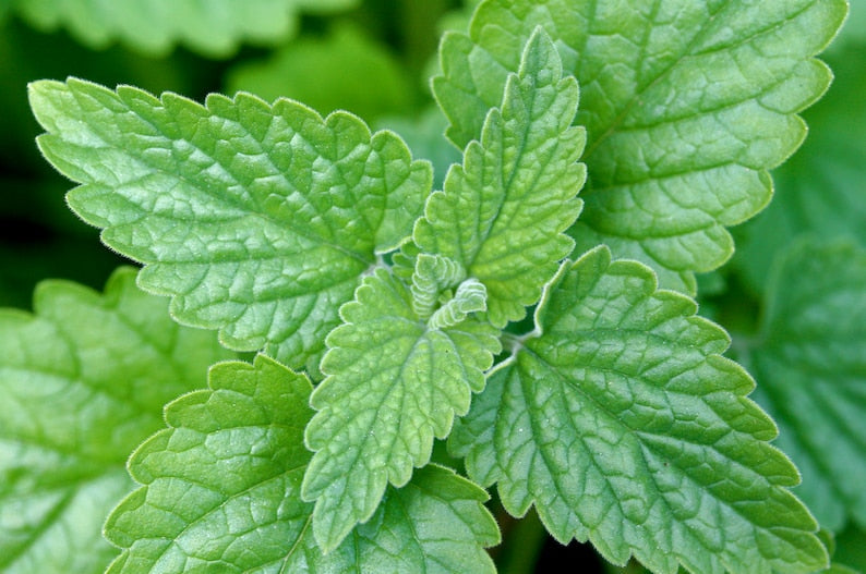 Catnip Plants Set of 3 Pots - Nepeta cataria - Perennial Herb for Cats & Tea, Grown in 3.5" Pots, Ideal for Full Sun