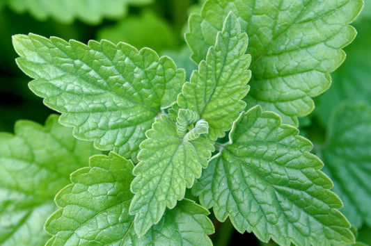 Catnip Plants Set of 3 Pots - Nepeta cataria - Perennial Herb for Cats & Tea, Grown in 3.5" Pots, Ideal for Full Sun