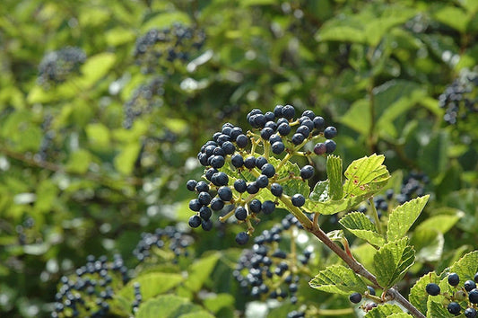 Chicago Lustre Viburnum Plants - 2 Pack - Viburnum dentatum - 4-6" in 3" Containers - Perfect for Garden or Hedge