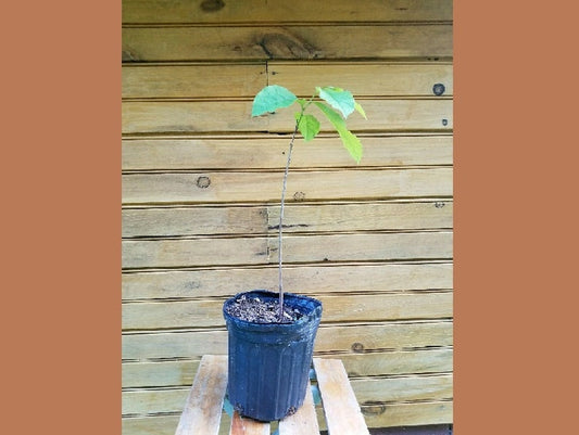 Pawpaw Trees - 12" - 18" Asimina triloba - Live Seedlings - 2 Bare Root Trees for Fruit & Wildlife Habitat