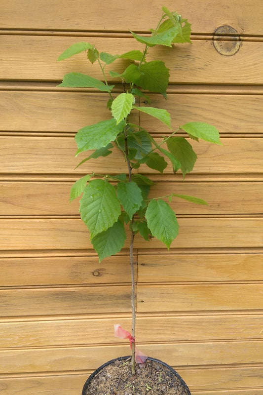 5 American Hazelnut Trees 12"-18" - Corylus americana - Live Hardy Seedlings for Wildlife Habitat and Nut Production