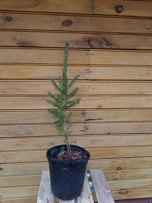 Norway Spruce Trees - 2 Live 6" - 12" Seedlings - Picea abies - Hardy Evergreen for Wildlife Habitat & Ornamentals