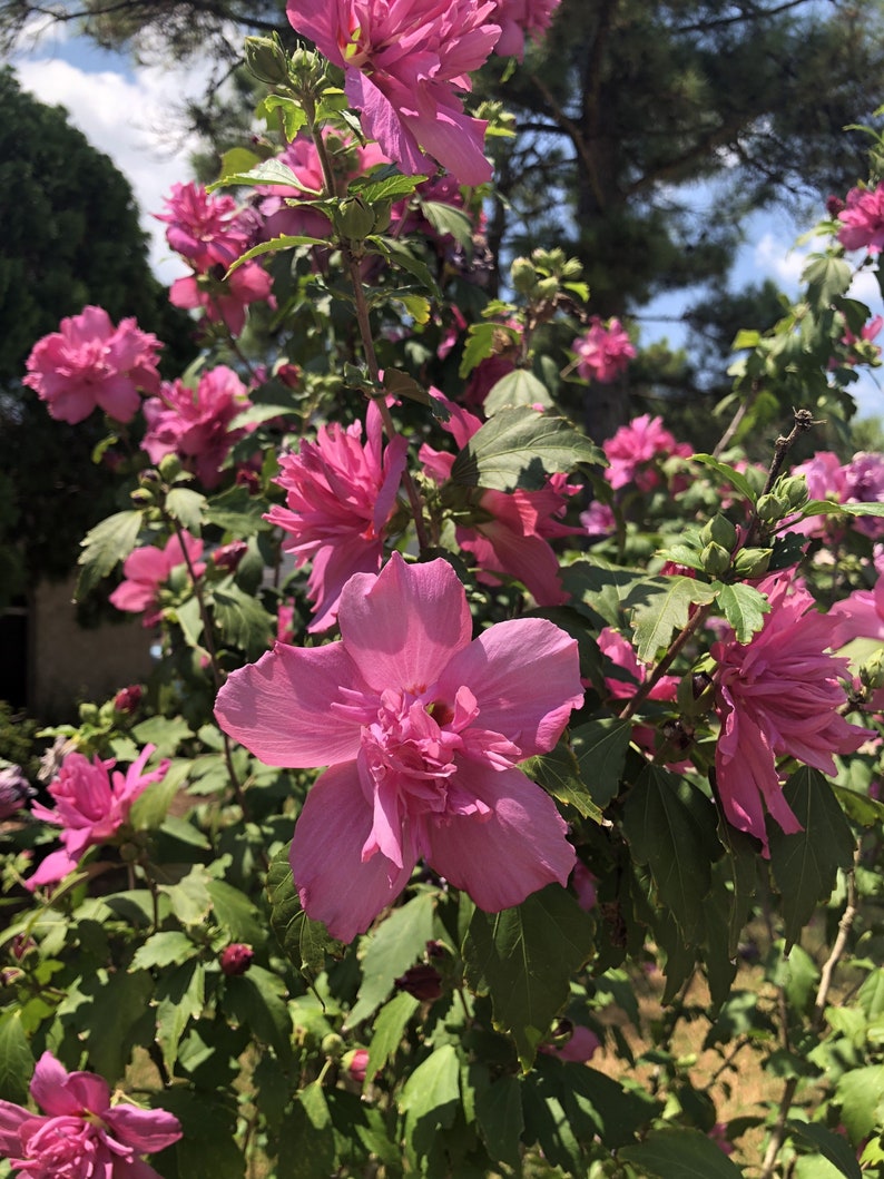 Red Rose of Sharon Plant in Gallon Pot - Hibiscus syriacus - Hardy Flo ...