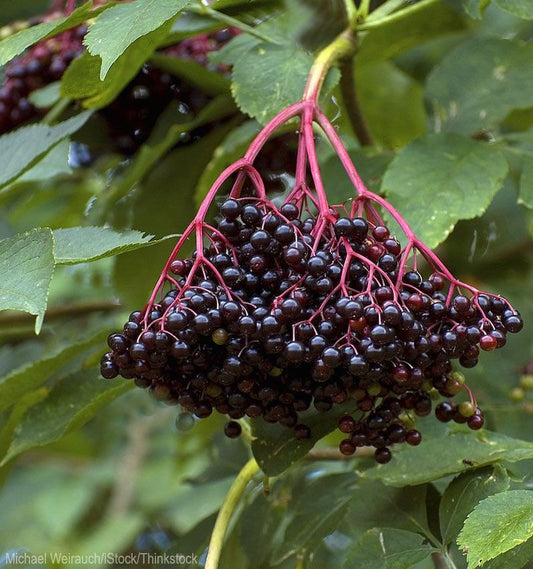 Elderberry Plant Quart Pot - Sambucus Canadensis - Native Berry Bush for Zones 3-8 - White Flowers, Black Berries